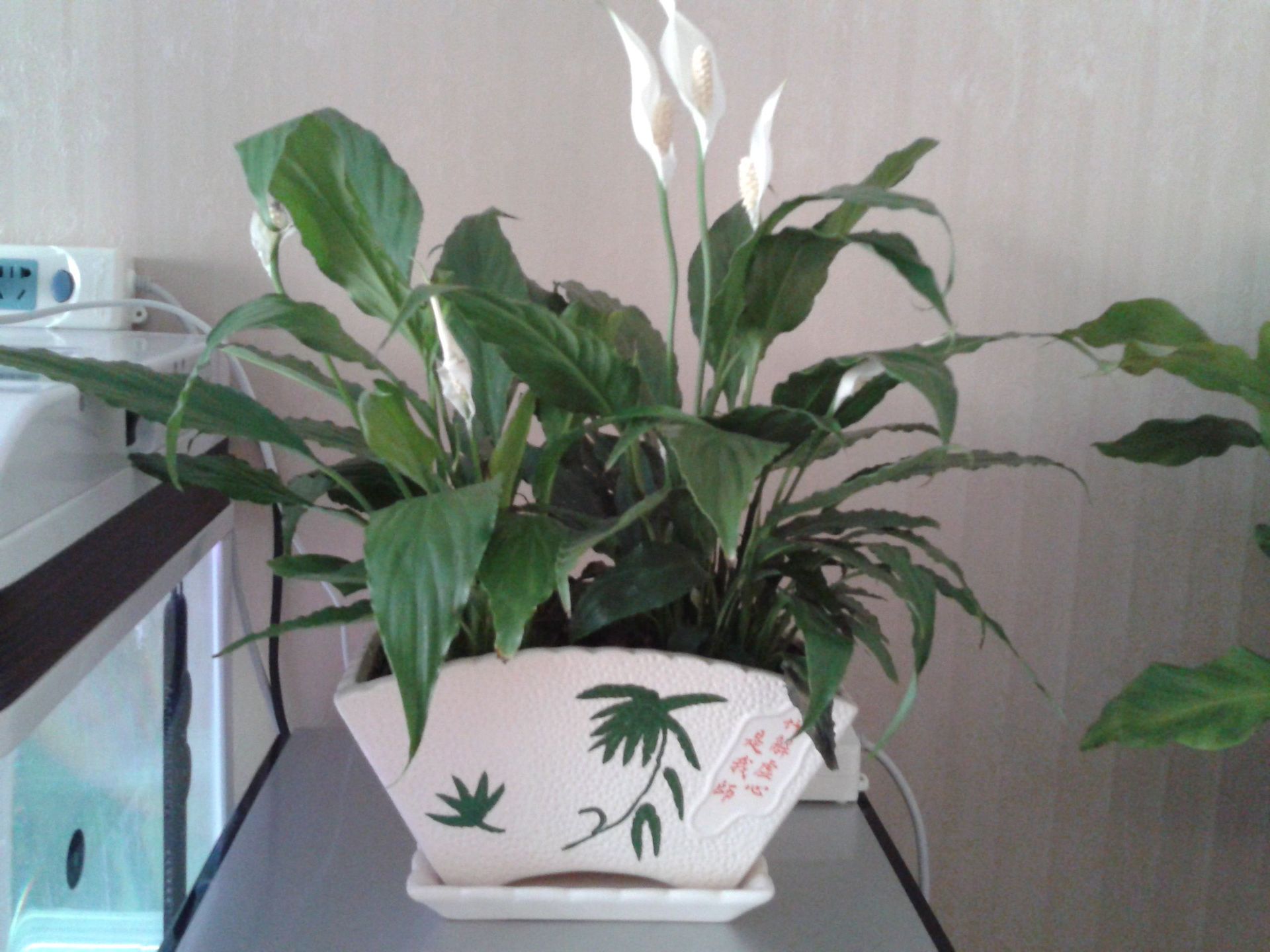 白掌苗盆栽 水培植物 白鹤 芋桌面室内观花 观叶花卉耐阴水养绿植