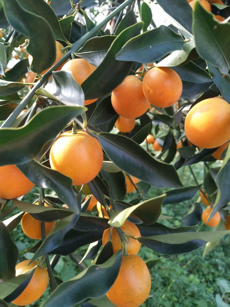 供应遂川脆皮金桔 滑皮金桔