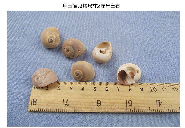 郑重申明 1,贝壳类产品每个长的都不一样,收到以实物为准.