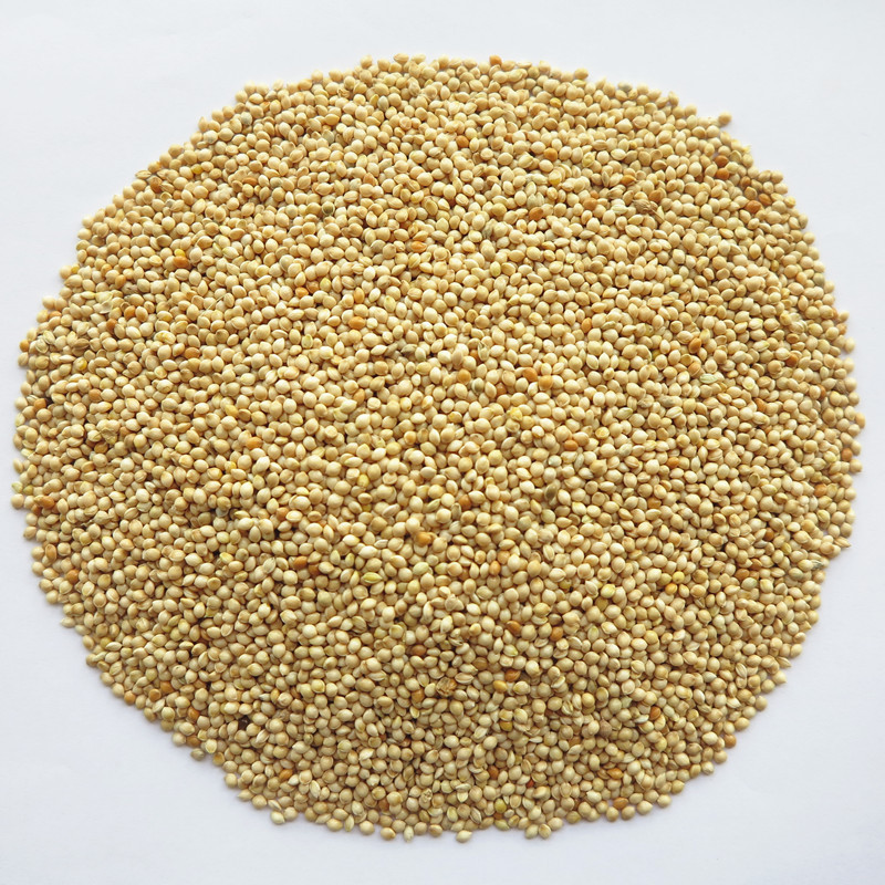 鸟食/鸟粮鹦鹉芙蓉鸟珍珠文鸟的白黍子厂家经销质量保障