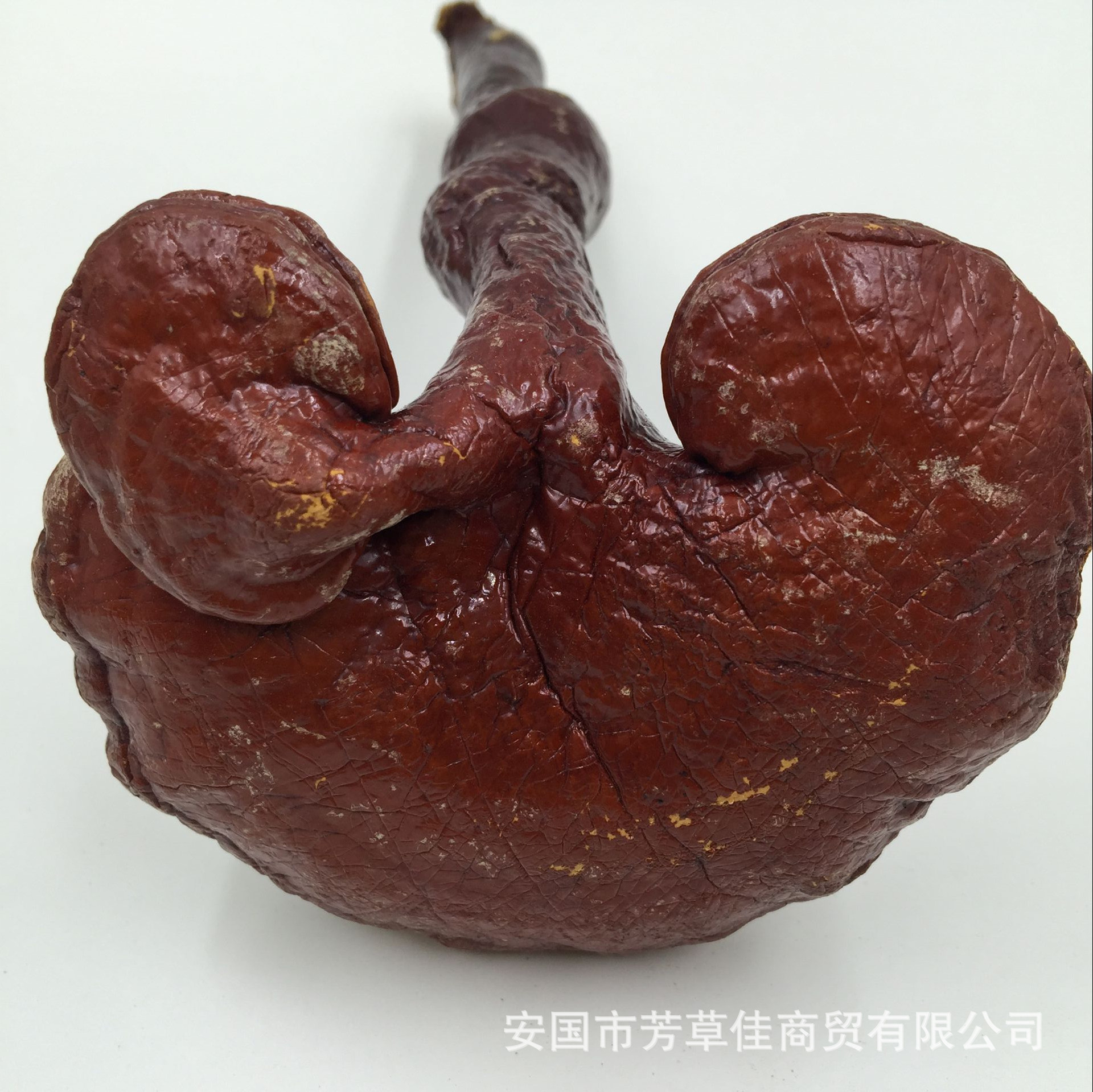 批发供应灵芝 赤灵芝 灵芝草 菌灵芝 木灵芝