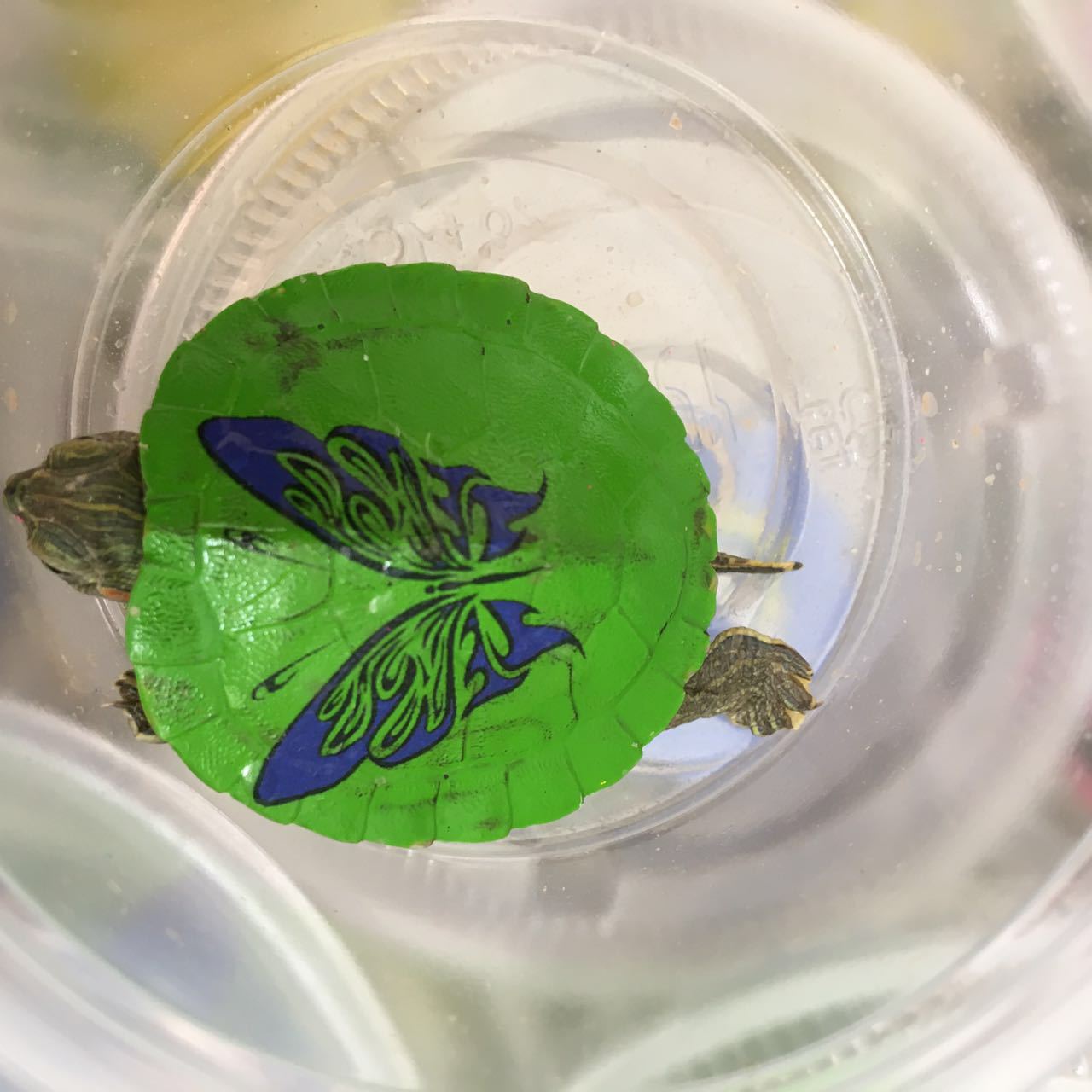 炫彩小乌龟涂鸦乌龟观赏巴西龟苗标本展会庙会景区热卖水族馆爆款