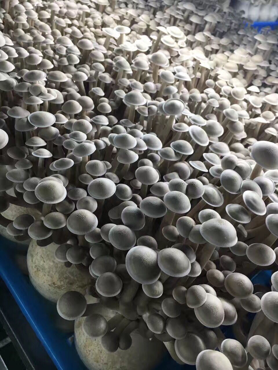 云南特产干品鹿茸菌菇 鹿茸菇食用菌批发 鹿茸菌山珍产地直供