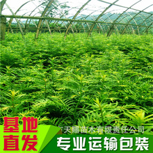 南方红豆杉苗木批发基地供应红豆杉小苗 专业种植根系好成活率高