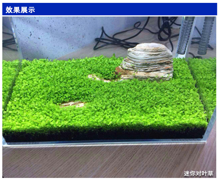 水草种子鱼缸造景水草种子无需co2水草种子水草籽发芽快包活好养