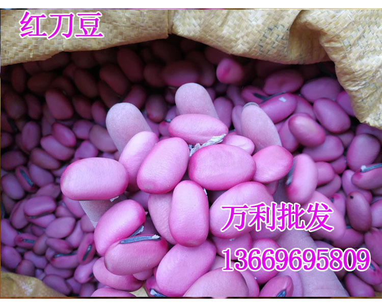 红刀豆新货红豆 巴西豆魔豆刀巴豆大刀豆刀豆刀鞘豆 关刀豆马刀豆