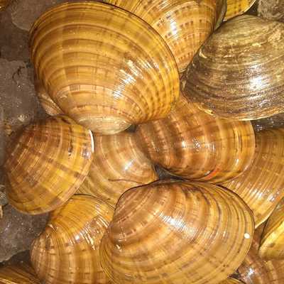 供应 黄贝 黄金贝 北极贝 鲜活贝类海鲜批发