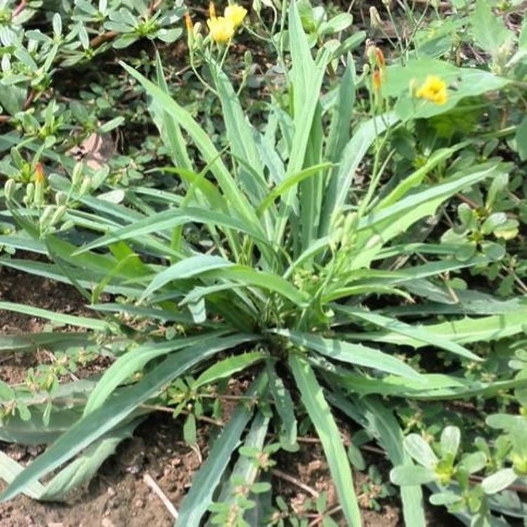 苦荬菜提取物多头苦荬菜提取物101