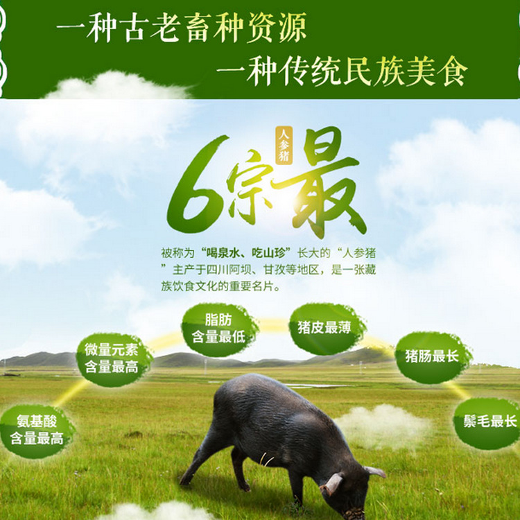 供应 原生态藏香猪