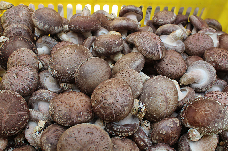 香菇鲜菇食用菌销售808品种135五香一号939批发