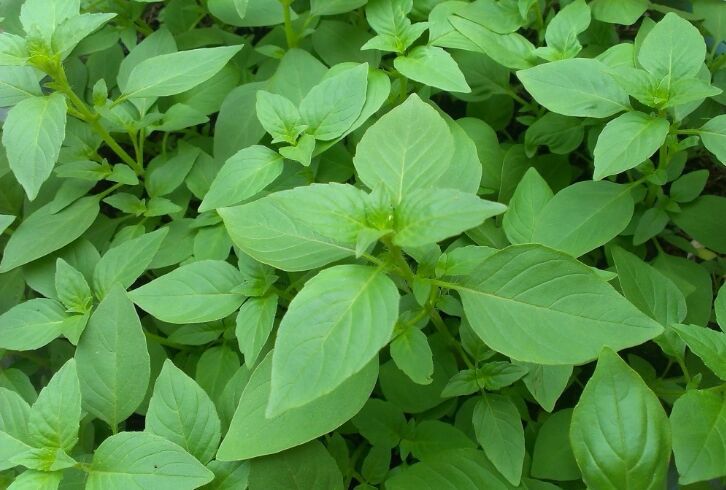 花卉种子 香荆芥种子多年生荆菜甜香嫩叶可食用泡茶可盆栽50粒/包