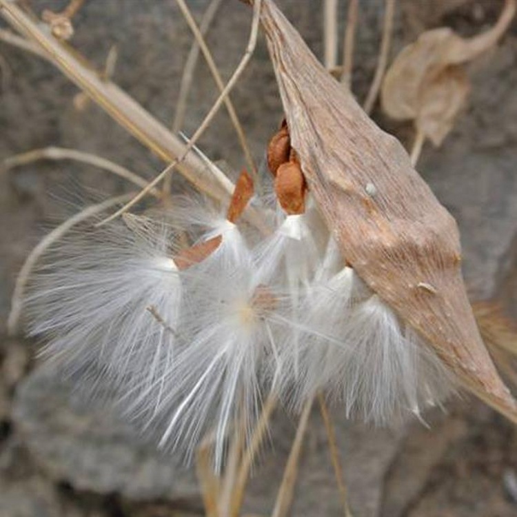 地梢瓜粉地稍花提取物粉地稍瓜浓缩粉
