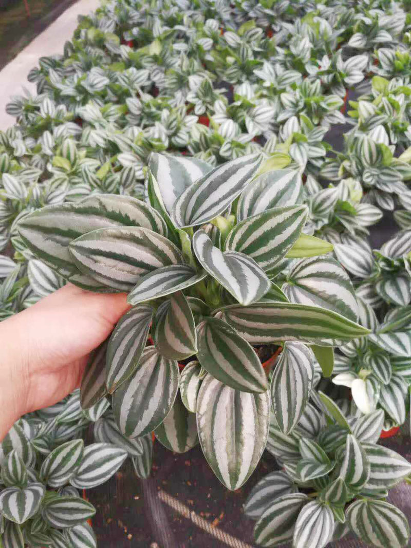 【基地直销】观叶植物小盆栽净化空气观赏绿植盆景(a90)斑马椒草