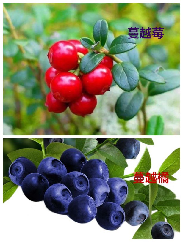 花青素 25% 越橘提取物 蓝莓,红豆,小苹果提取花青素