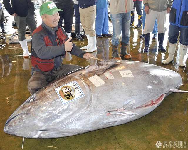 渔民捕获892斤金枪鱼 体长近3米卖18万
