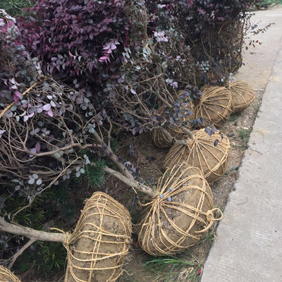 基地直销红继木球 低价供应绿化绿篱红继木球价格实惠 规格齐全