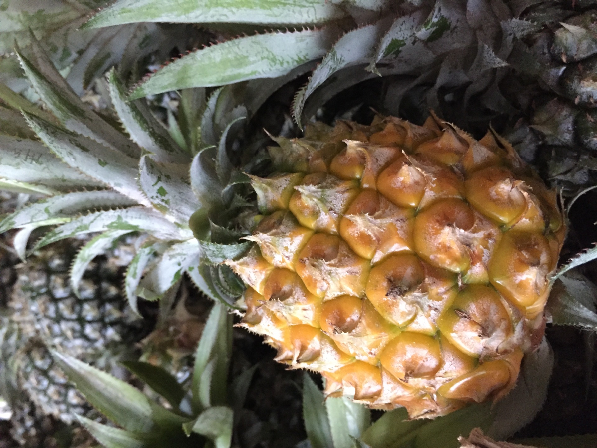 【送1斤】泰国进口小菠萝5斤送菠萝刀 新鲜水果凤梨微商代发包邮