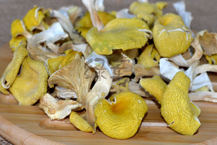 云南特产食用菌 鸡油菌 人工鸡油黄 榆黄菇 黄丝菌 供应酒店500克