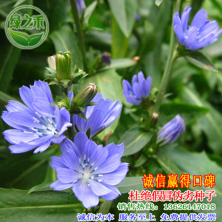 批发优质牧草种子将军菊苣草籽多年生奇可利产量高耐寒适口性好