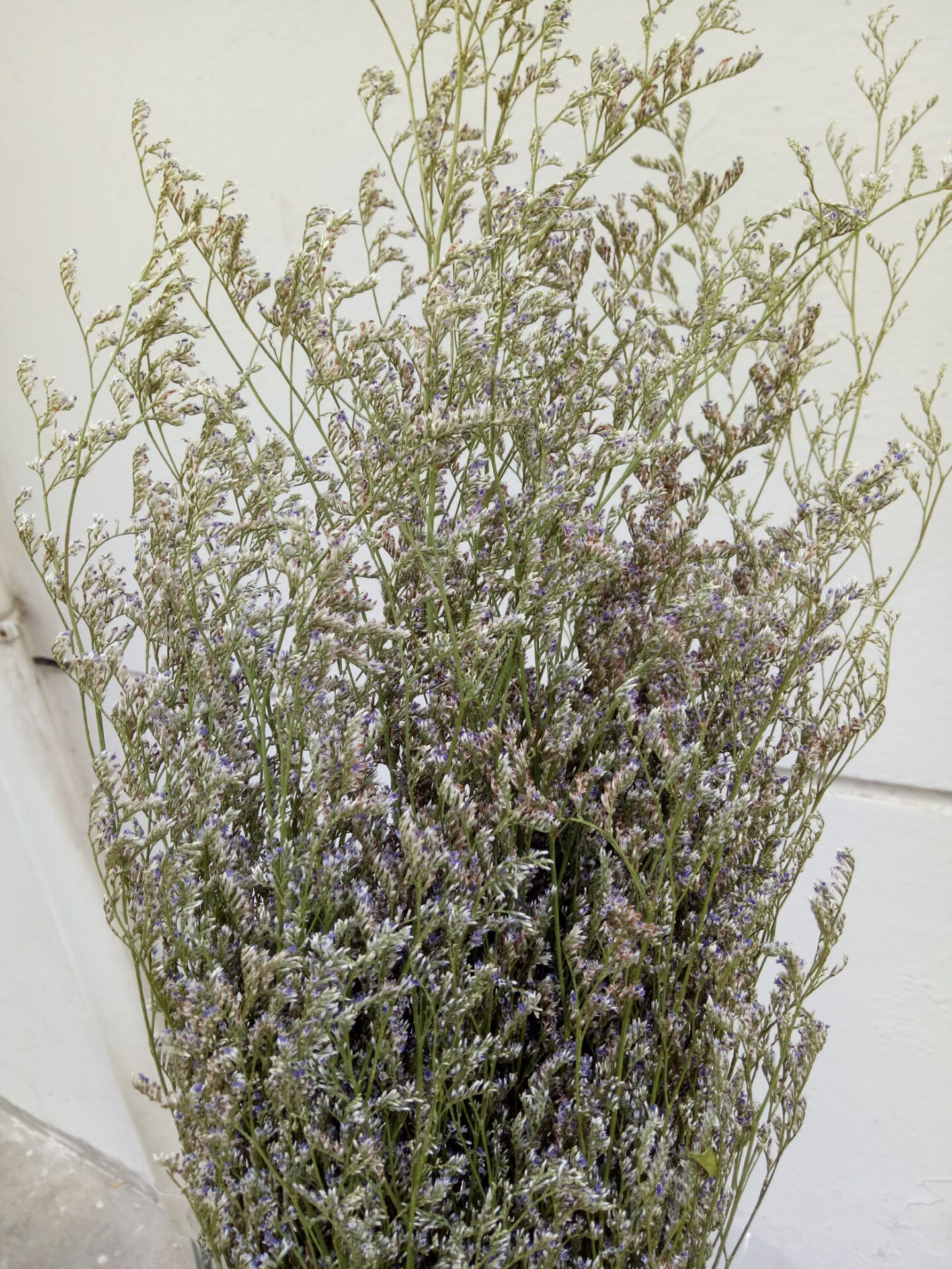 情人草 干花 永生花礼盒配草干花束配材搭配草 拍照道具一手批发