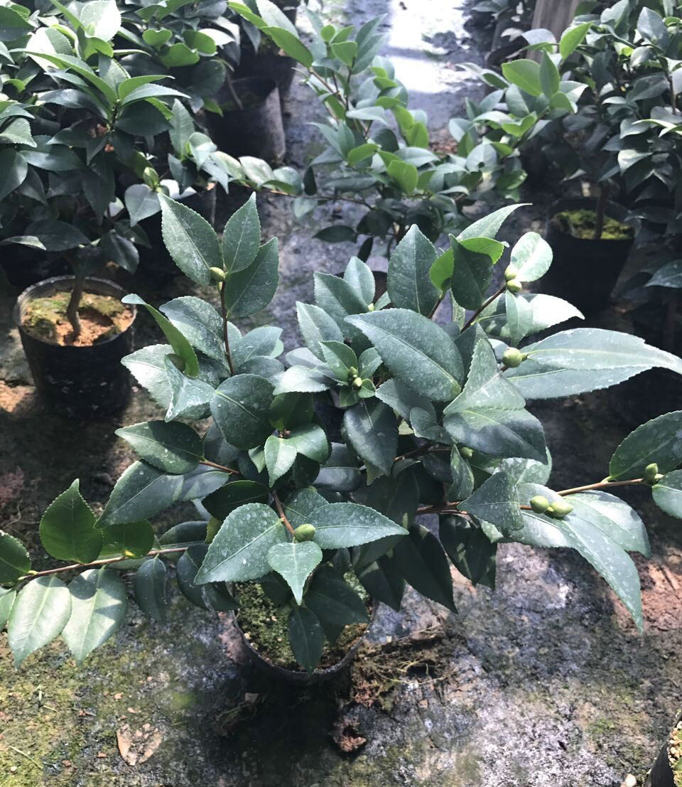 香妃茶花带花苞茶花树苗批发盆栽茶花苗 带盆茶花品种苗厂家批发