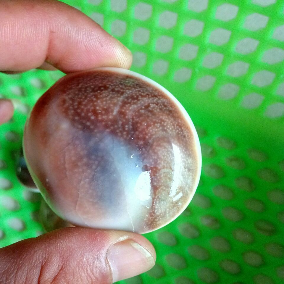 天然化石贝壳 太阳贝 diy 室内装潢 鱼缸 花盆装饰用品 源头货源