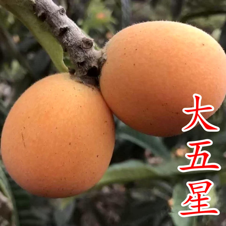 【大五星枇杷苗】龙泉大五星嫁接枇杷树苗白沙大红袍特大冠玉批发