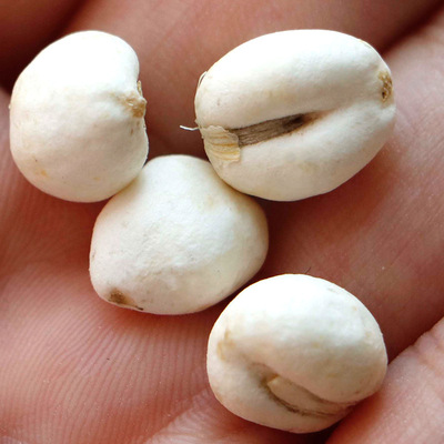 精选四川川贝大果新货无硫松贝平贝母炉贝暗紫贝母一件代发分销