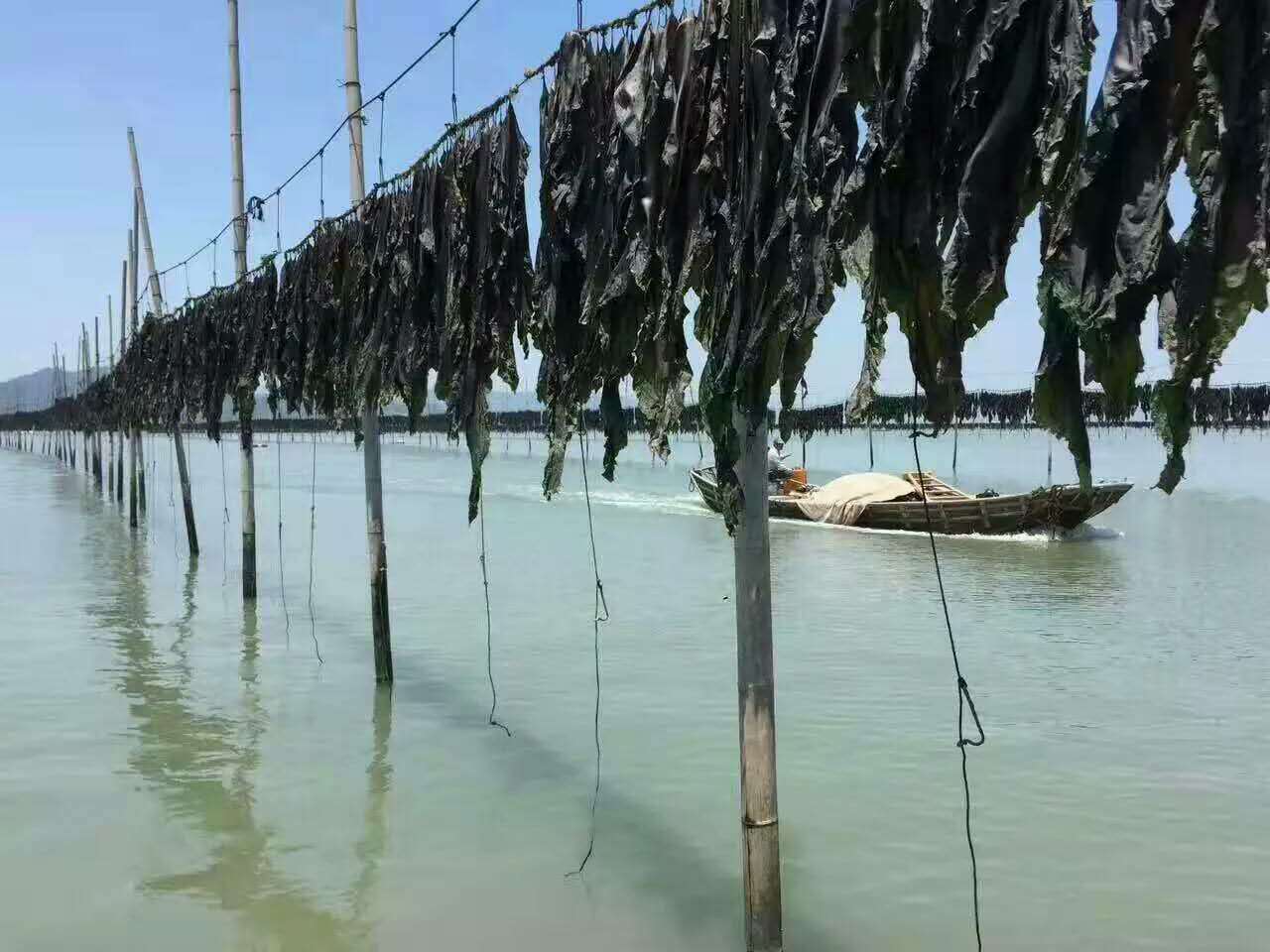福建霞浦干货海带 散装手工日晒无沙海带 1斤 厂家批发 包邮