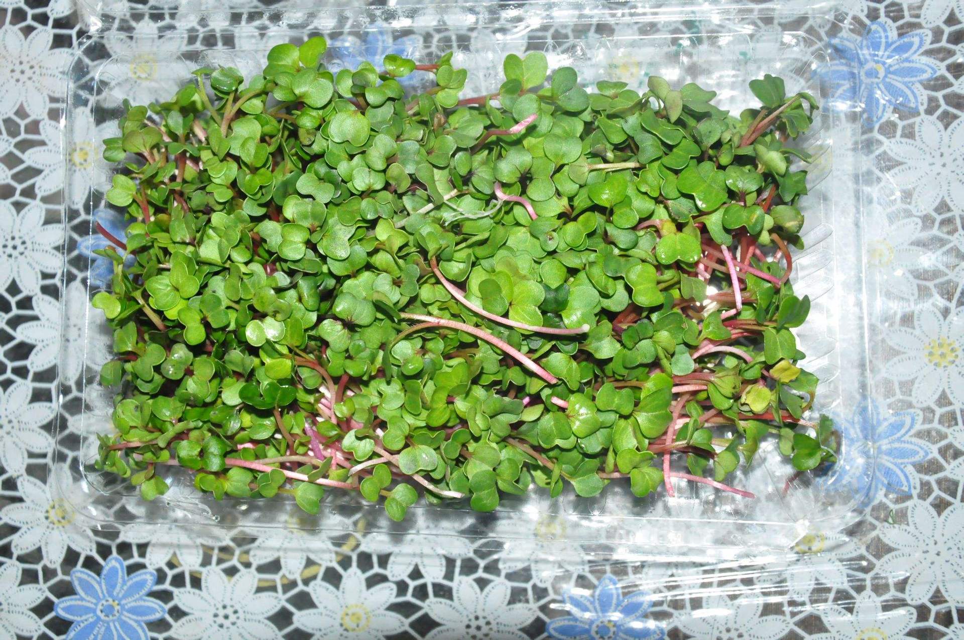 花缨萝卜种子 肉质细脆 好吃 水萝卜新品种 (25克)