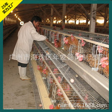 广州厂家三层阶梯式自动化养殖设备蛋鸡笼 出口蛋鸡笼子的价格