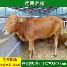 养鲁西黄牛犊改良鲁西黄牛小公牛多少钱一头育肥鲁西黄牛养殖