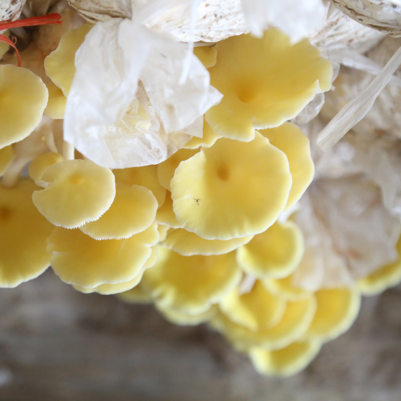 厂家大量 加工培育榆黄菇菌包 榆黄菇菌包菌棒蘑菇菌包