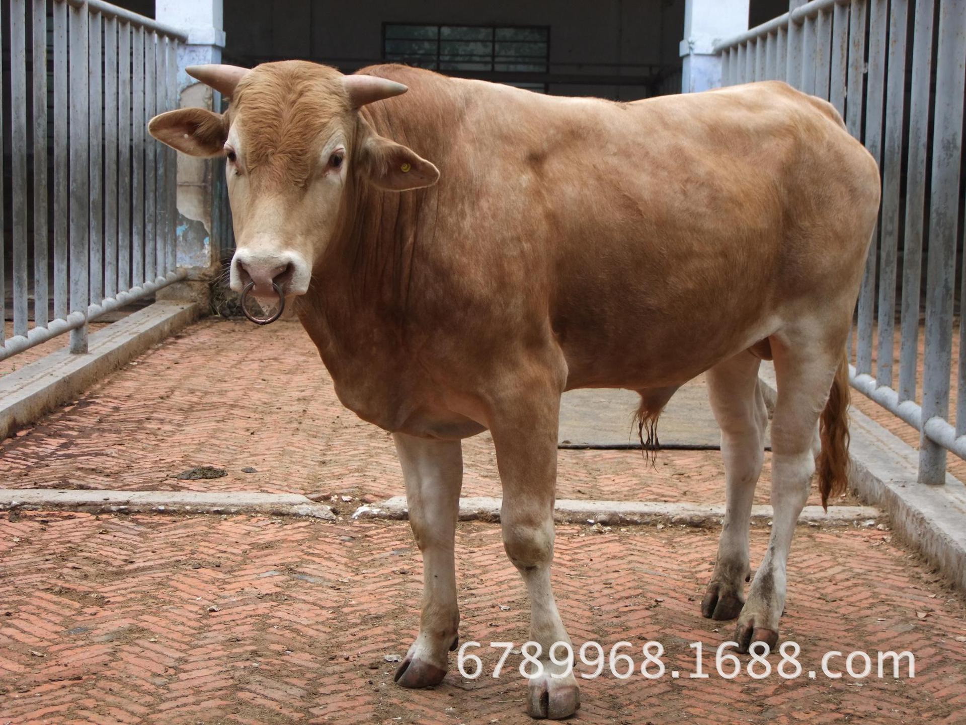 来自嘉祥县鼎鸿牛羊养殖场 - 微博