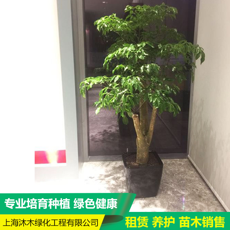 上海办公室租赁 租摆室内绿化盆栽植物花卉盆景植物租赁-租摆