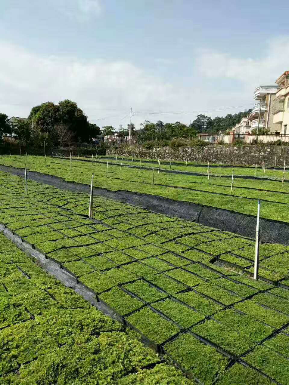 育苗盘穴盘多肉盆蔬菜盆长方筛加厚四脚盘佛甲草屋顶绿化药材种植