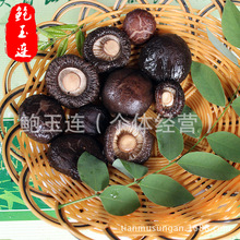 剪脚香菇3.5cm 椴木金钱菇 冬菇食用菌散装香菇 产地批发
