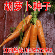 庭院蔬菜类五寸生胡萝卜种子红甘荀籽营养成分高红根金笋丁香萝卜