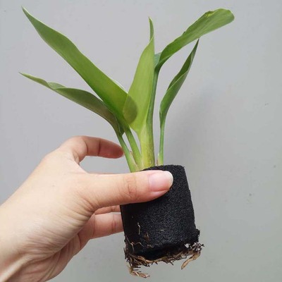 【基地直供】批发微型海绵植物天堂鸟(80)绿植创意微型盆栽