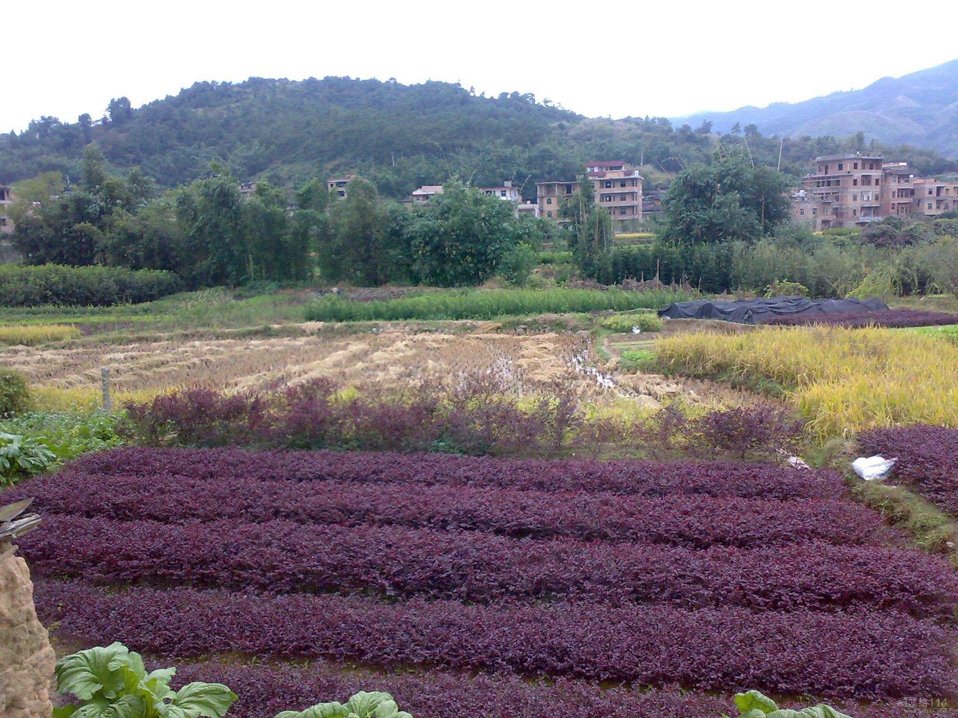 红花檵木继木苗篱笆苗庭院绿化工程苗木四季常青红梽木树苗红花球