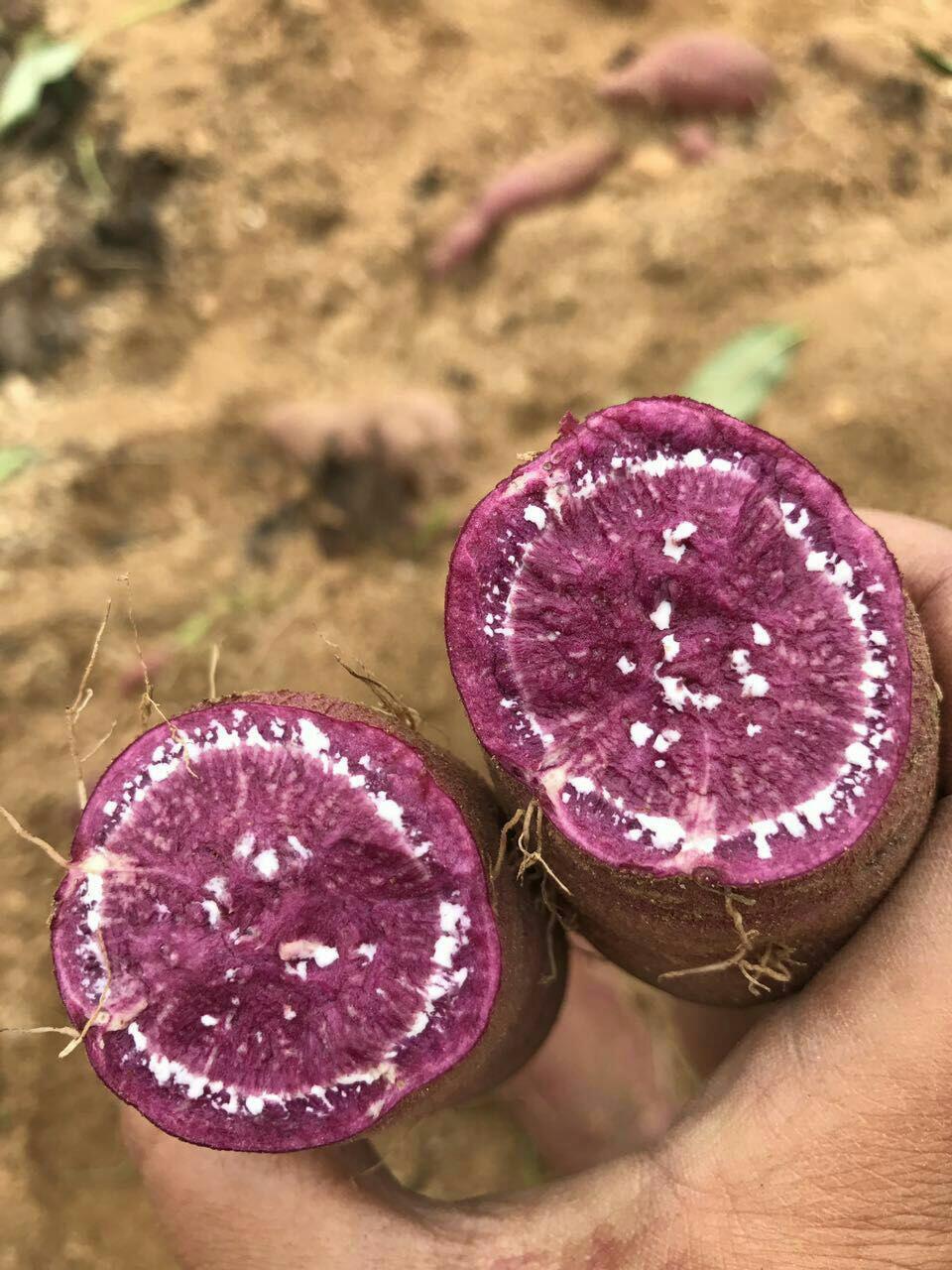 【山东紫薯5斤装】2020新地瓜紫罗兰紫薯甜糯粗粮山东地瓜基地.