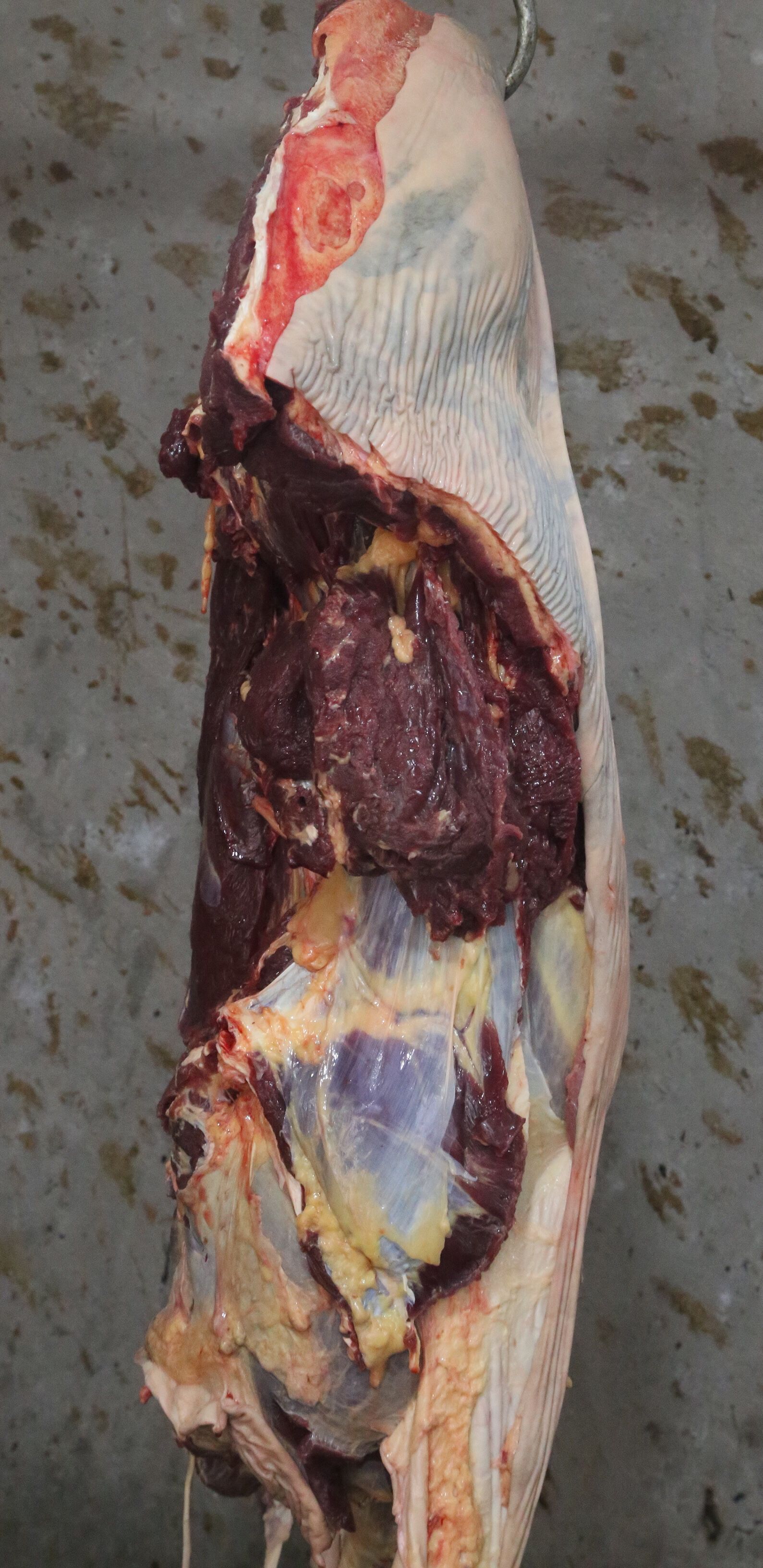 带皮驴肉 新鲜驴肉 驴排肉批发 现杀现卖 厂家直销