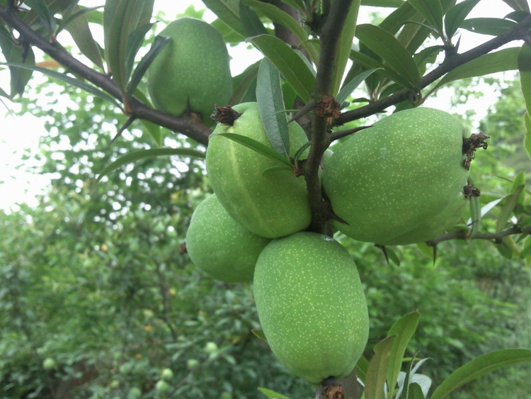 木瓜苗木瓜树苗南方北方种植盆栽果树苗皱皮天香木瓜当