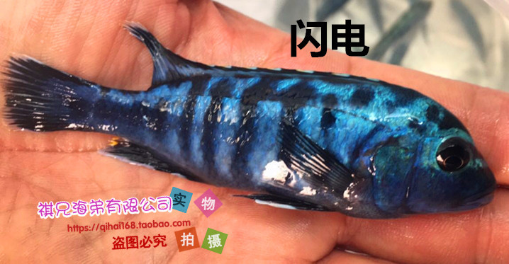 蓝阿里 三湖慈鲷 坦鲷 马鲷 热带鱼 观赏鱼活体 鲷科鱼批发