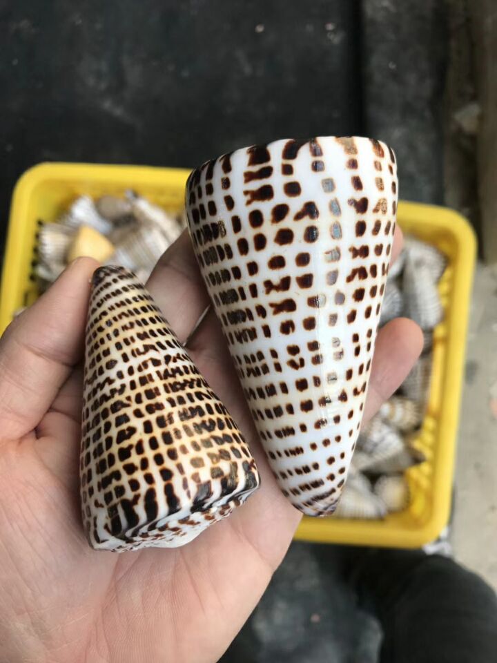 虎斑贝 鱼缸家居 酒店装饰 天然贝壳 海螺 海星批发