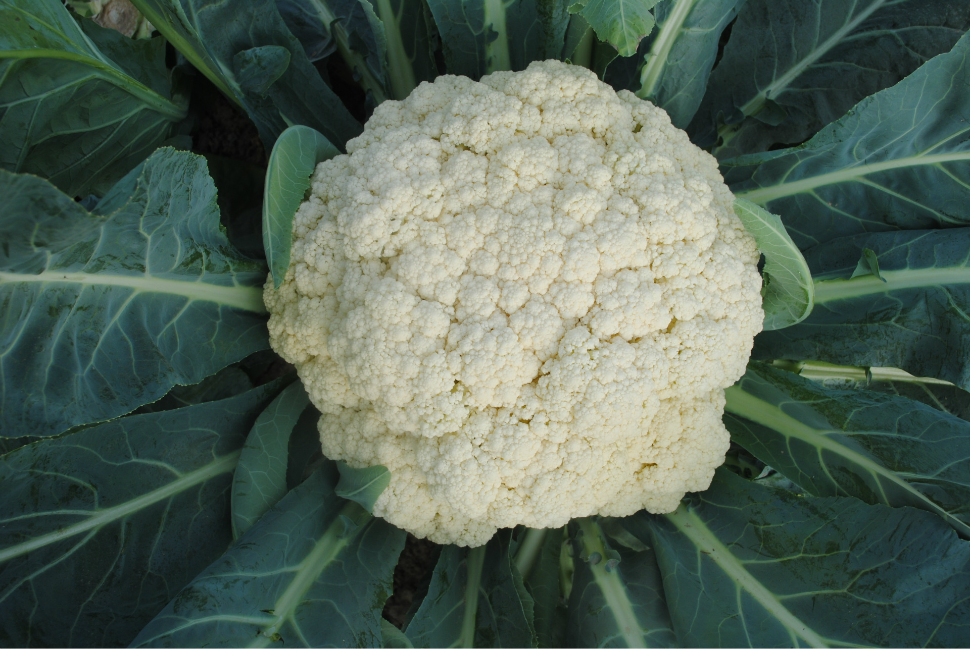 花菜蔬菜种子金生种业 台湾引进 金生60日松花菜 2000粒/袋