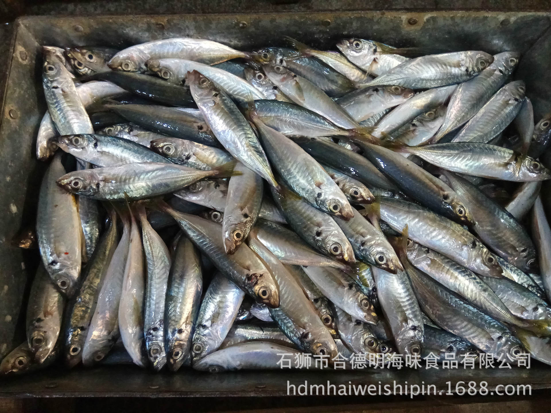 新到货的巴浪鱼 竹荚鱼 10