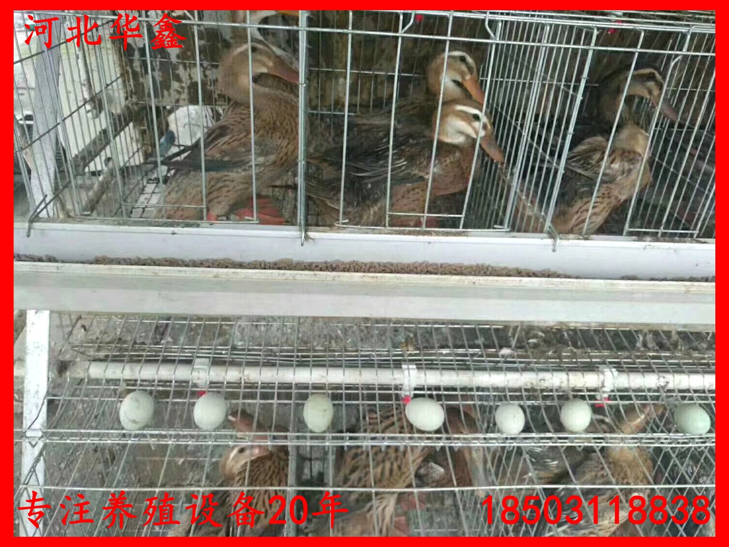 蛋鸭笼鸭子笼养设备鸭子养殖笼子自动化蛋鸭养殖设备笼子