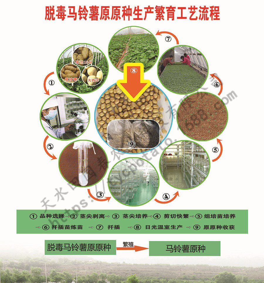 脱毒种薯 土豆种子 早熟 高产 优质 运费低 正在预售中