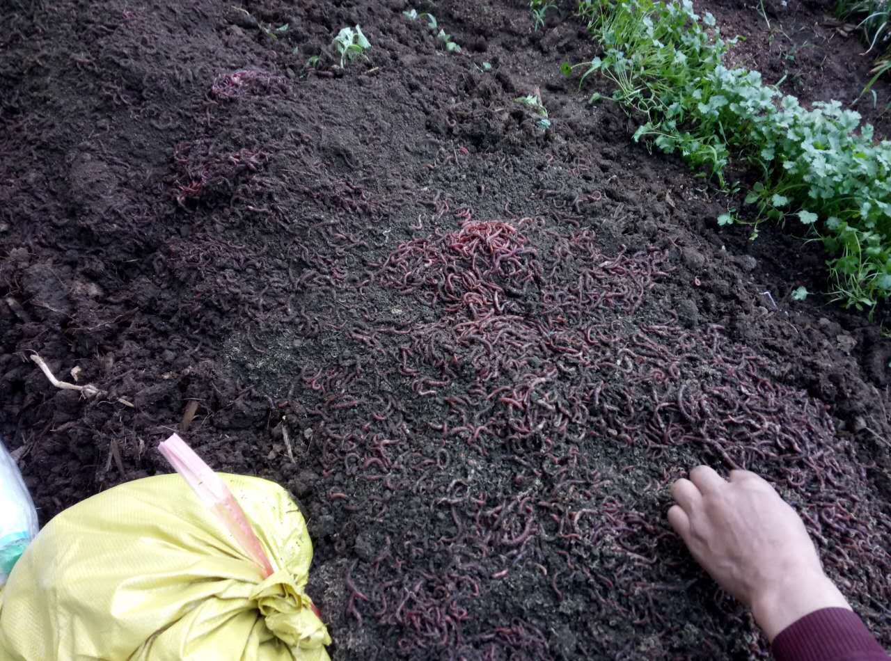 蚯蚓种苗/大平二号鲜活蚯蚓/实力蚯蚓养殖厂家批发/钓鱼专用